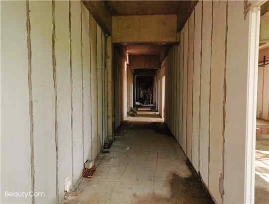 黑龍江大慶伊品玉米深